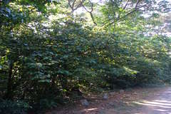 Antidesma menasu
